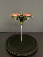 Scarabée Support de corps entier pour taxidermie - Euchromia