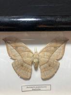 Papillon Support de corps entier pour taxidermie - Automaris, Collections, Collections Animaux