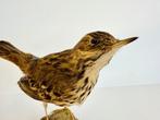Weidegrondlijster Taxidermie volledige montage - Anthus, Verzamelen, Nieuw