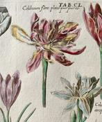 Johann Theodor de Bry, 1561-1623 - Colchicum - Lastra grande
