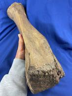 Wolharige mammoet - Fossiel scheenbeen - mammuthus
