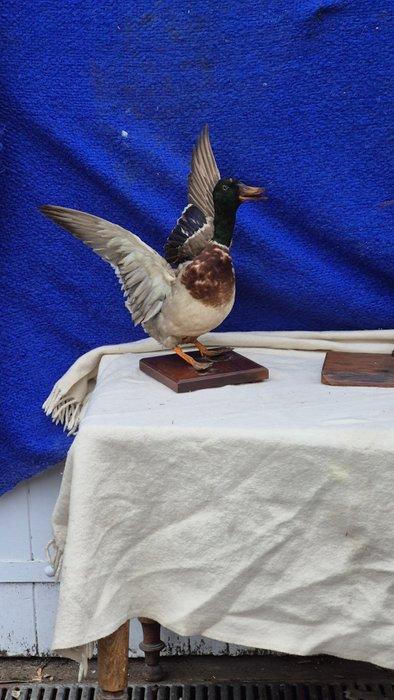 Vos en Eend Taxidermie wandmontage - Vulpes vulpes - Anas, Verzamelen, Dierenverzamelingen