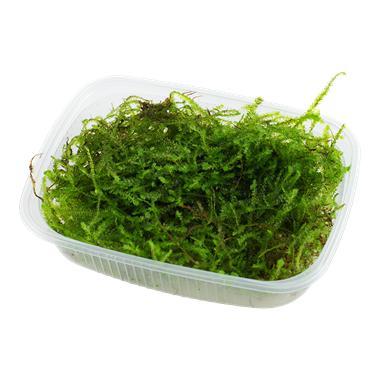 Taxiphyllum barbieri Mos - Bogger Moss portion, Animaux & Accessoires, Poissons | Aquariums & Accessoires, Envoi
