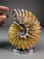 Prachtige gesneden ammoniet - Gefossiliseerde schelp -, Verzamelen, Mineralen en Fossielen