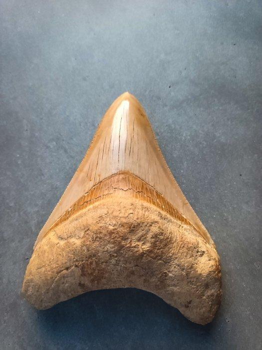 Megalodon - Fossiele tand - 113 mm - 84 mm, Verzamelen, Mineralen en Fossielen
