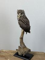 Witte gezicht scopsuil Taxidermie volledige montage -, Nieuw