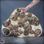 Famille naturelle des ammonites, matrice – voyage dans le, Nieuw