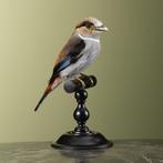 Wenkbrauwbreedbek Taxidermie Opgezette Dieren By Max, Ophalen of Verzenden, Nieuw, Vogel, Opgezet dier