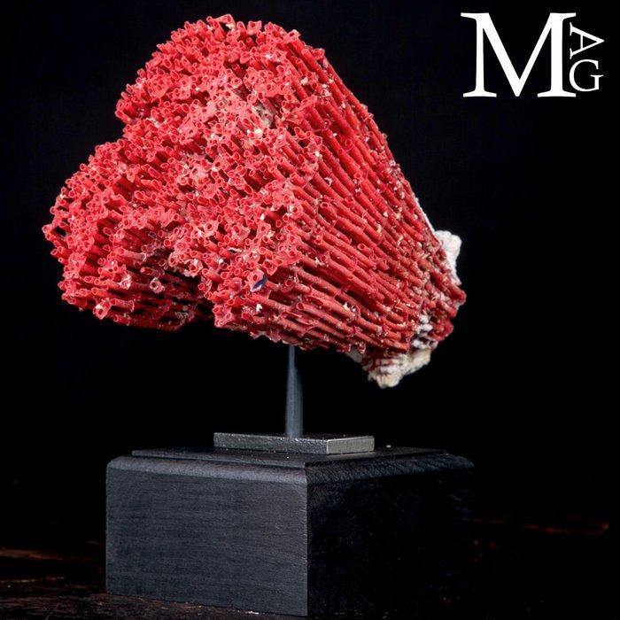 Rode Madrepora-koraal - Natuurlijke formatie op decoratieve, Antiquités & Art, Curiosités & Brocante