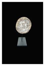 Stegodont - Fossiele tanden