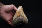 Mégalodon - Dent fossile - Otodus Megalodon, Verzamelen