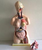 Lesmateriaal - Plastic - 2010-2020 - Unisex Torso, Educatief, Antiek en Kunst