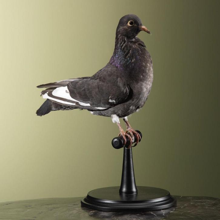 Duif Taxidermie Opgezette Dieren By Max, Verzamelen, Dierenverzamelingen, Opgezet dier, Nieuw, Vogel, Ophalen of Verzenden