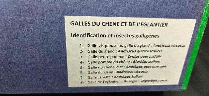 A very rare museum display of real galls on deciduous trees, Verzamelen, Dierenverzamelingen