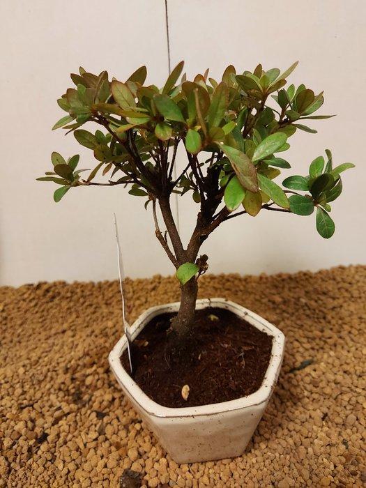 Azalea bonsai (Rhododendron) - Hoogte (boom): 19 cm - Diepte, Antiek en Kunst, Curiosa en Brocante