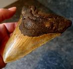 Haai - Fossiele tand - Otodus (Carcharocles) megalodon -