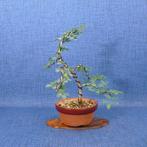 Stekelige mimosa-bonsai (Mimosa aculeaticarpa) - Hoogte