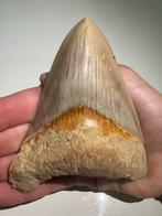 Megalodon - Fossiele tand - carcharocles megalodon - 10.6 cm, Verzamelen