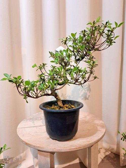 Azalea bonsai (Rhododendron) - Hoogte (boom): 25 cm - Diepte, Antiek en Kunst, Curiosa en Brocante