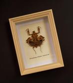 sauterelle Support de corps entier pour taxidermie -