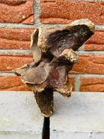 steppewisent - Fossiel wervelbot - Bison priscus - 22 cm -