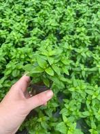 Staurogyne Repens (Aquariumplanten, Aquarium producten), Dieren en Toebehoren, Vissen | Aquaria en Toebehoren, Verzenden, Nieuw