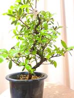 Azalea bonsai (Rhododendron) - Hoogte (boom): 29 cm - Diepte