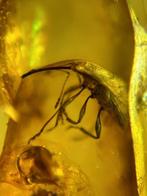Insecten exemplaren - Barnsteen - Beetle - Coleoptera - 22