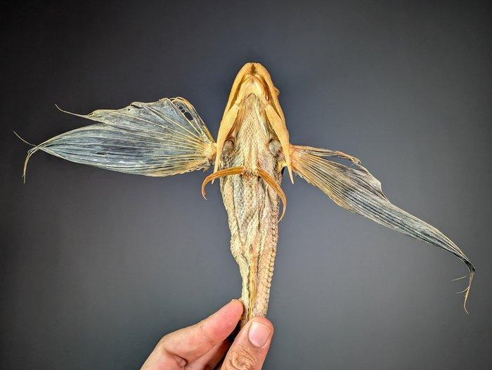 Oosterse vliegende gurnard Taxidermie volledige montage -, Verzamelen, Dierenverzamelingen