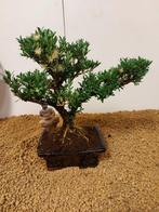 Palmboompje bonsai (Buxus sempervirens) - Hoogte (boom): 26