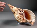 Tritons Trompet Zeeslak Schelp Skelet - Charonia tritonis -, Nieuw