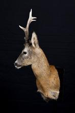 Reebok Taxidermie volledige montage - Capreolus capreolus -, Verzamelen, Dierenverzamelingen, Nieuw