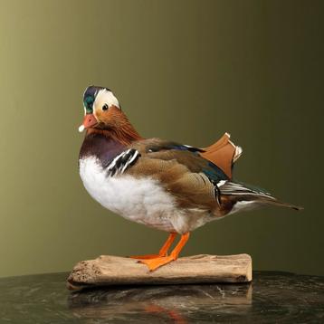 Mandarijneend Taxidermie Opgezette Dieren By Max, Ophalen of Verzenden, Opgezet dier