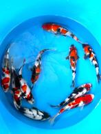 Hirasawa Marusei 27-32cm (Japanse Koi), Ophalen of Verzenden