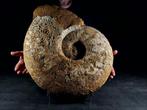 Indrukwekkende enorme ammoniet - Gefossiliseerd dier -