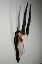 Female Schedel - Common Eland - Taurotragus oryx - 24 cm -, Nieuw