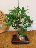Vijgenboom bonsai (Ficus) - Hoogte (boom): 33 cm - Diepte