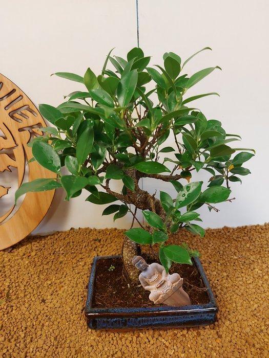 Vijgenboom bonsai (Ficus) - Hoogte (boom): 33 cm - Diepte, Antiek en Kunst, Curiosa en Brocante