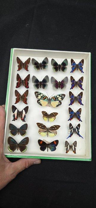South América Butterflies ex MOTSCH Collection (19.5x26 cm ), Collections, Collections Animaux