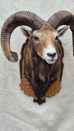 Mouflon Support mural pour taxidermie - Ovis aries musimon -