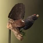 Auerhoen Taxidermie Opgezette Dieren By Max, Ophalen of Verzenden, Nieuw, Vogel, Opgezet dier