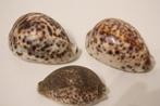 3 schelpen of Cypraea Tigris schelpen 9, 9 en 7 cm Zeeschelp, Nieuw