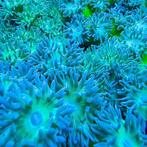 Duncanopsammia Ultra Green S (3 - 4 koppen), Dieren en Toebehoren, Vissen | Aquariumvissen