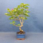 Bonsaï Bougainvillier (Bougainvillea glabra) - Hauteur