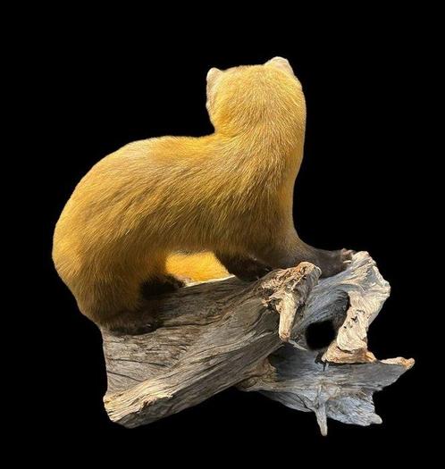 Japanse hermelijn Taxidermie wandmontage - Martes melampus -, Verzamelen, Dierenverzamelingen