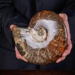 Exclusief Pools Cleoniceras - Gefossiliseerde schelp -