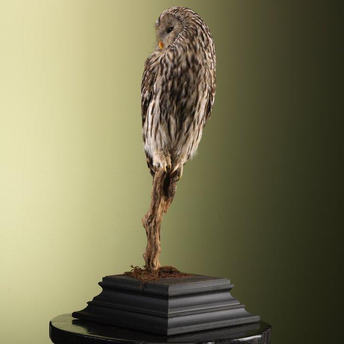 Uil Taxidermie volledige montage - Strix uralensis - 80 cm -, Verzamelen, Dierenverzamelingen
