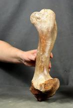 Bison de la steppe énorme, ou os de la jambe de wisent. -