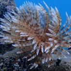 Sabellastarte Magnifica (Kokerworm), Animaux & Accessoires, Poissons | Poissons d'aquarium