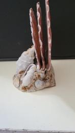 Schelpen Zeeschelp - Coquillage (Zonder Minimumprijs)